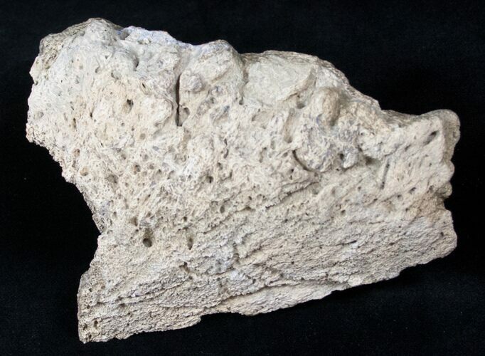 Triceratops Head Shield Section - Montana #12925